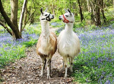Ravensburger Lama liefde legpuzzel 100 stukjes Ravensburger Lama liefde legpuzzel 100 stukjes