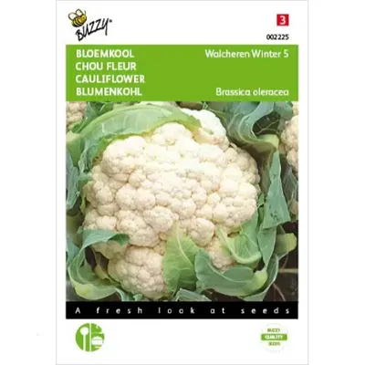 Bloemkool Walcheren Winter 5