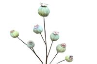 Pavots groen Buitengewoon de Boet - Buitengewoon de boet - thumbnail