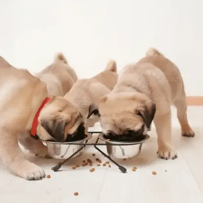 Dkproducts Voerbakken Set Hond RVS