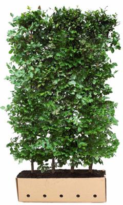Kant & klaar haag Fagus sylvatica 120 x 100 cm breed Gewone beuk Quickhedge - Quickhedge Kant & klaar haag Fagus sylvatica 120 x 100 cm breed Gewone beuk Quickhedge - Quickhedge