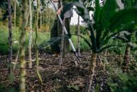 Fiskars Xact Cultivator schoffel - thumbnail