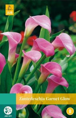 Zantedeschia garnet glow JUB 1 bloembol - Jub