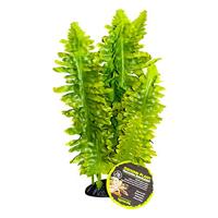 KOMODO BOSTON VAREN 25 CM - thumbnail
