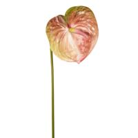 Anthurium - thumbnail