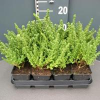 Muntstruik (prostanthera cuneata) bodembedekker - 12 stuks - thumbnail