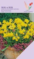 Narcis Tete a Tete 20 bollen - thumbnail