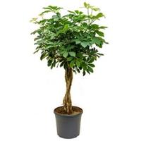 Schefflera arboricola gevlochten kamerplant - thumbnail