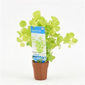 Lysimachia nummularia aurea - 10 stuks - aquarium plant Lysimachia nummularia aurea - 10 stuks - aquarium plant