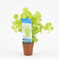 Lysimachia nummularia aurea - 10 stuks - aquarium plant - thumbnail