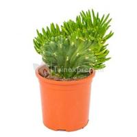 Opuntia cactus subulata XS kamerplant - thumbnail