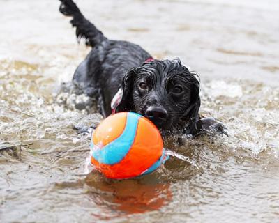 CHUCKIT AMPHIBIOUS MEGA BALL ORANJE / BLAUW - thumbnail