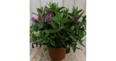 Veronica Hebe Andersonii Roze met bont/donkergroen blad GROOT Warentuin Natuurlijk - Warentuin natuurlijk