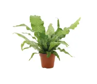 Krokodillenvaren - Microsorum Crocodyllus 'Crocoloco' 30cm - thumbnail