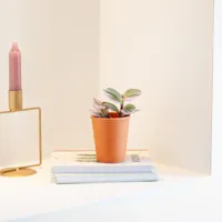 Mini Tradescantia Nanouk - Vaderplant - P6 - thumbnail