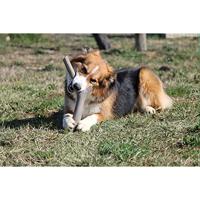 Bama Tuttomio Rubberen Speelstok 11x4x37 cm Assorti - thumbnail