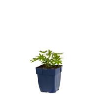 Lupinus Noblemaiden vaste plant Griffioen - Griffioen - thumbnail