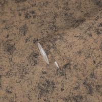 Livingwalls Profitex 2022 - Beige - Gipslook - 389694 - thumbnail