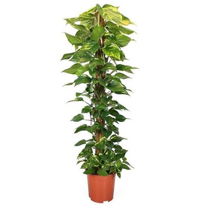 Epipremnum Aureum (Mosstok) P 24 cm Epipremnum Aureum (Mosstok) P 24 cm