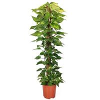 Epipremnum Aureum (Mosstok) P 24 cm - thumbnail