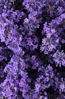 Khadi Lavender neroli zeep 100 Gram - thumbnail