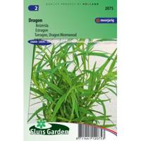 Dragon zaden Artemisia Dracunculus - thumbnail