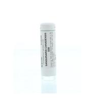 Sanguinaria canadensis D30 - thumbnail