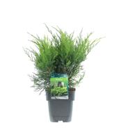 Jeneverbes - thumbnail