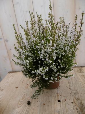 3 stuks! Dopheide Erica wit Warentuin Natuurlijk - Warentuin natuurlijk