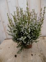 3 stuks! Dopheide Erica wit Warentuin Natuurlijk - Warentuin natuurlijk - thumbnail