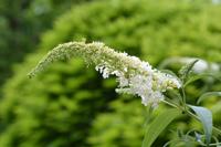 Vlinderstruik - thumbnail