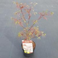Japanse esdoorn (Acer Palmatum "Atrolineare") - thumbnail