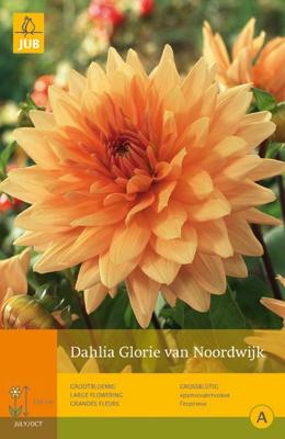 Dahlia glorie van Noordwijk