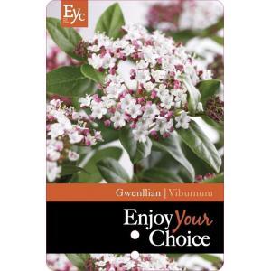 Sneeuwbal (Viburnum tinus “Gwenllian”) heester - 50-60 cm (C10) - 5 stuks