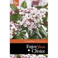 Sneeuwbal (Viburnum tinus “Gwenllian”) heester - 50-60 cm (C10) - 5 stuks - thumbnail