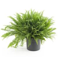 Krulvaren Groot (Nephrolepis Boston) - P 26 cm - thumbnail