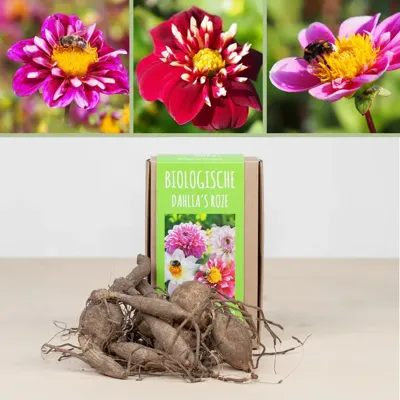 Biologische Dahlia knollen (2 stuks - Roze) Biologische Dahlia knollen (2 stuks - Roze)