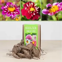 Biologische Dahlia knollen (2 stuks - Roze) - thumbnail