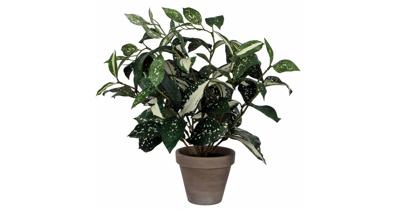 Cordyline h35 d25 cm groen in pot Stan d11,5 cm grey Mica Decorations Edelman - E-Retail - Mica decorations