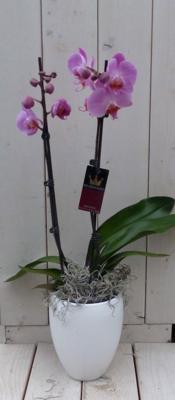 Vlinderorchidee lichtroze 2 stelen in hoge witte pot 60 cm Warentuin Natuurlijk - Warentuin natuurlijk