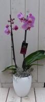 Vlinderorchidee lichtroze 2 stelen in hoge witte pot 60 cm Warentuin Natuurlijk - Warentuin natuurlijk - thumbnail