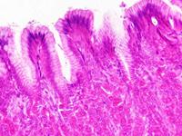 BRESSER Microscoop preparaten 30 stuks - Histologie - thumbnail