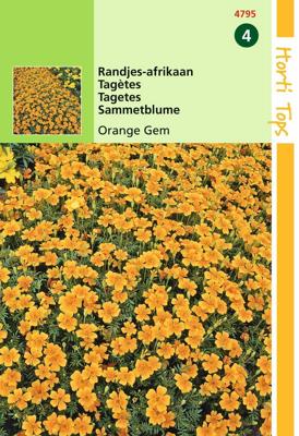 Zaden Tagetes Randjes-afrikaan Orange Hortitops - Hortitops