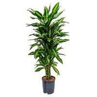 Dracaena cintho sao paulo hydrocultuur plant - thumbnail