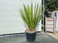 Yucca Faxoniana - thumbnail