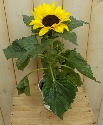 3 stuks! Zonnebloem I Helianthus Warentuin Natuurlijk - Warentuin natuurlijk