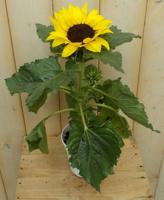 3 stuks! Zonnebloem I Helianthus Warentuin Natuurlijk - Warentuin natuurlijk - thumbnail