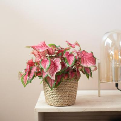 Caladium Sweetheart - P13