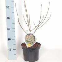 Vederesdoorn (Acer Negundo "Flamingo") - 40-50 cm - 9 stuks - thumbnail