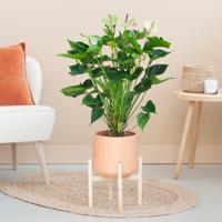 Anthurium Jaguar Green - Flamingoplant - P21 - thumbnail
